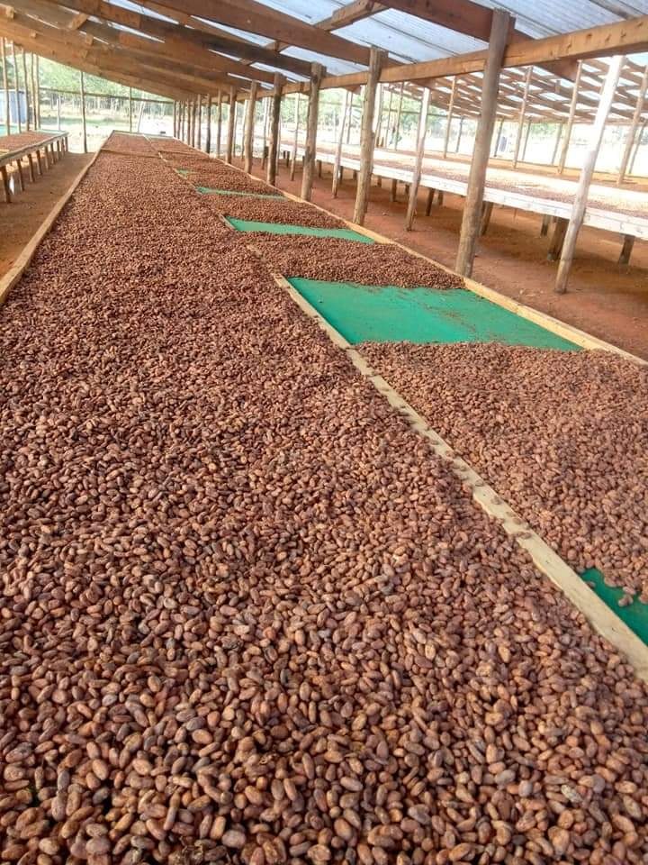 Eastern Blends sourcing in Uganda