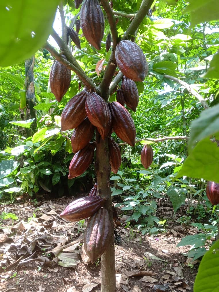 Ripe cocoa pods hanging on the tree