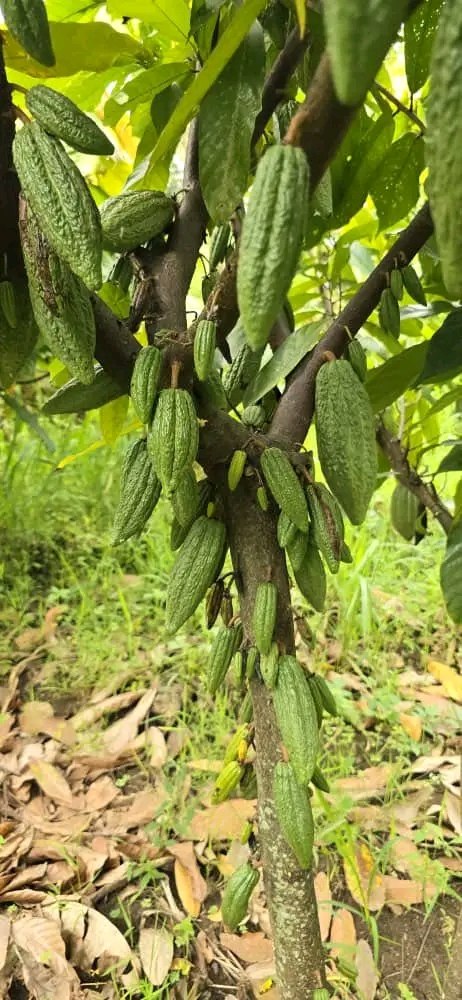 Young green cocoa pods growing on the tree