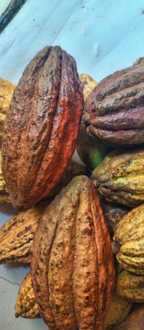 Freshly harvested cocoa pods in a range of colours