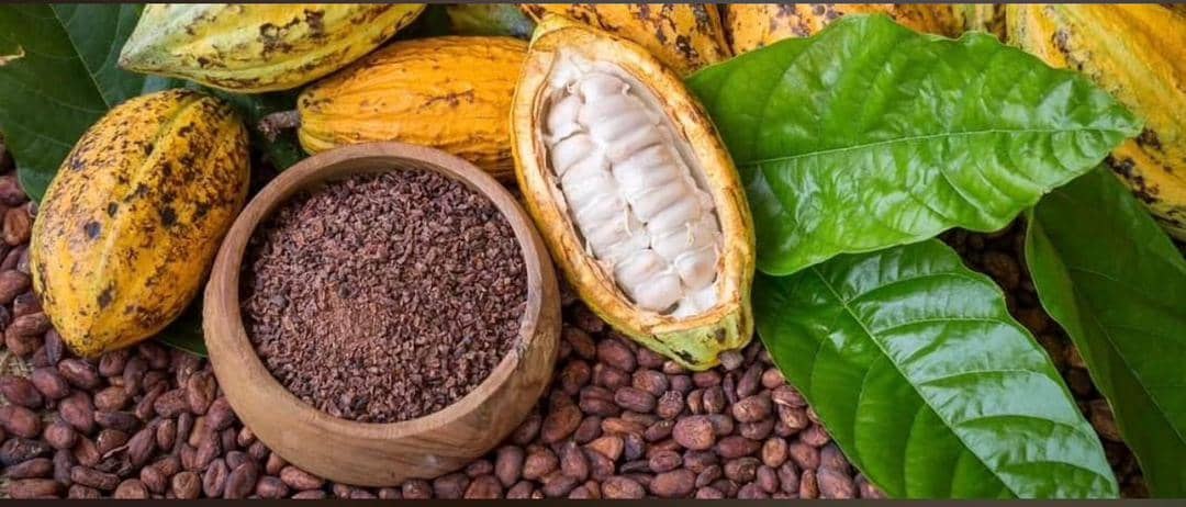 Uganda cacao