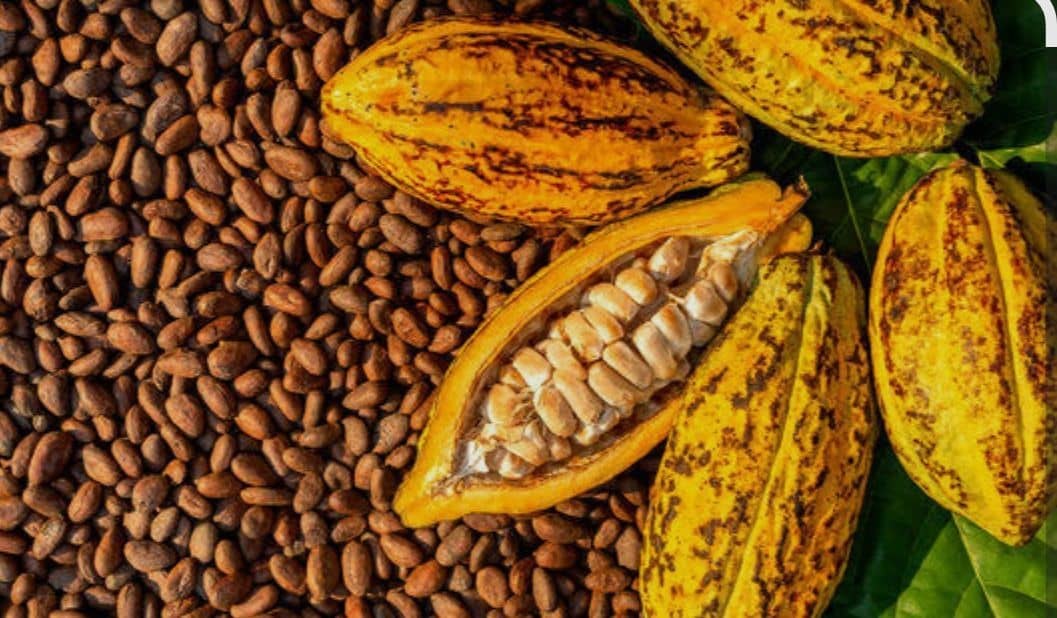 A cocoa pod split open showing beans inside