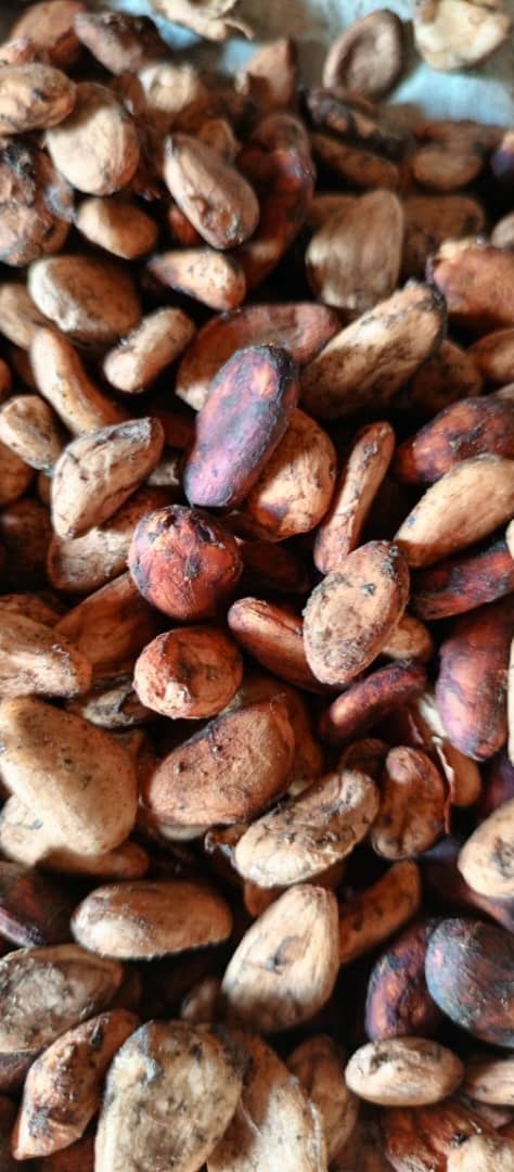 Close-up of dried cocoa beans