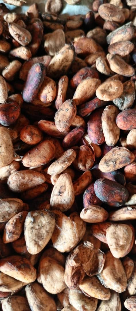Close-up of dried cocoa beans, texture detail