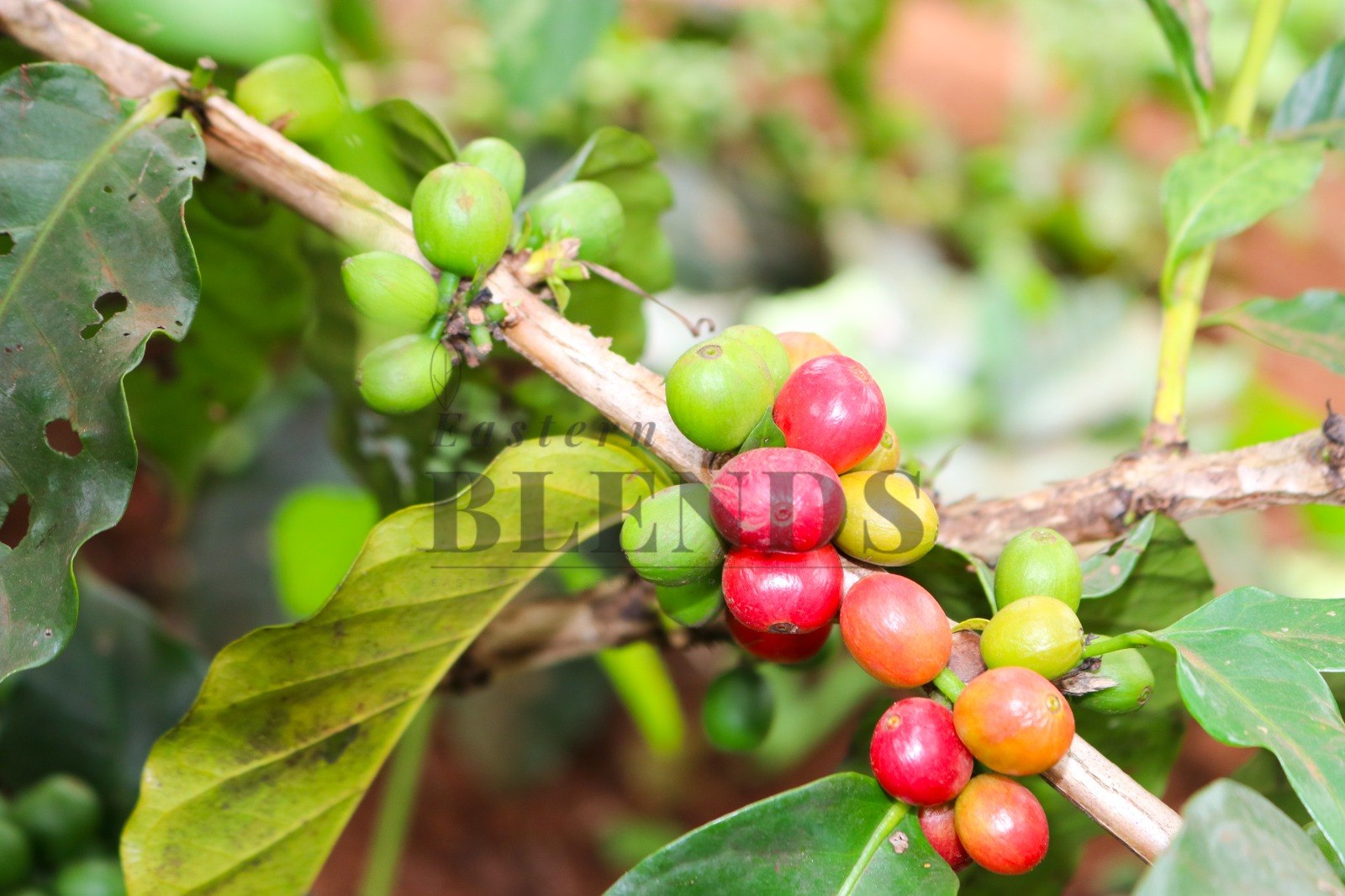 Coffee cherries on the branch