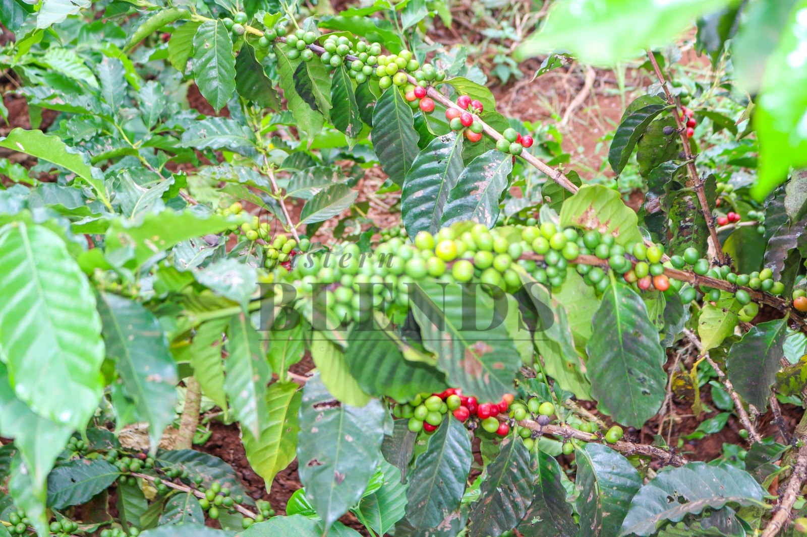 Coffee cherries close up