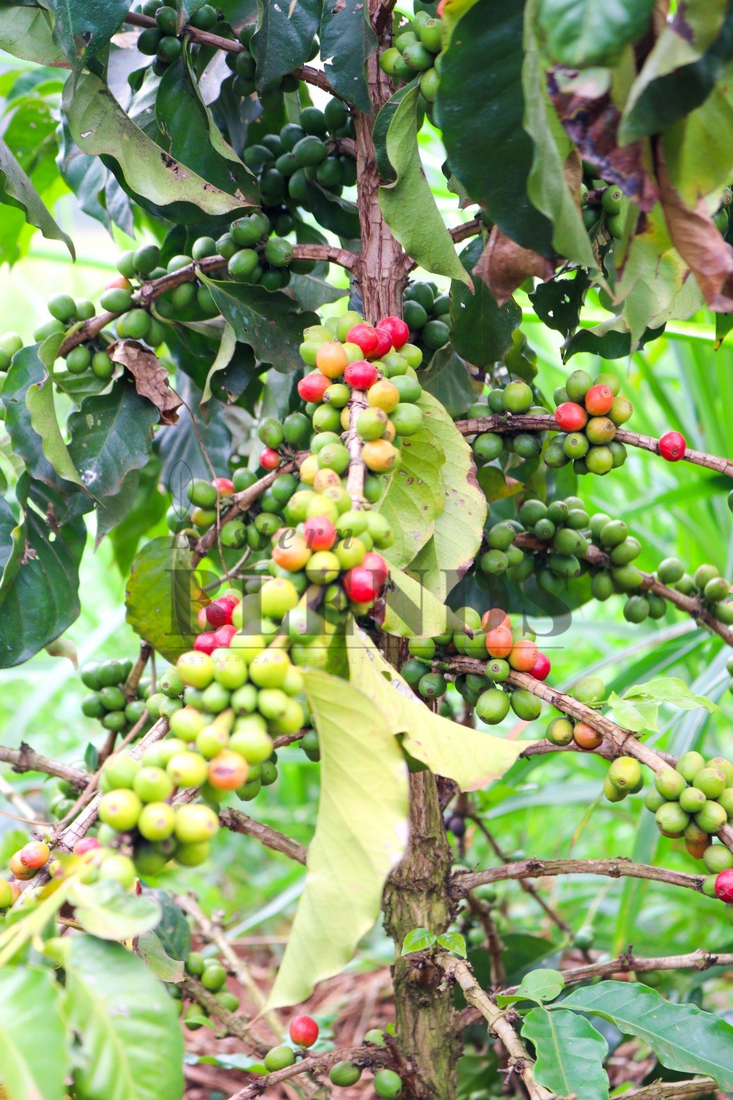 Coffee cherries cluster