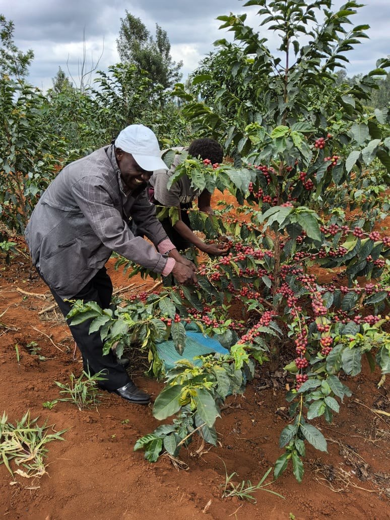 Picking coffee cherries