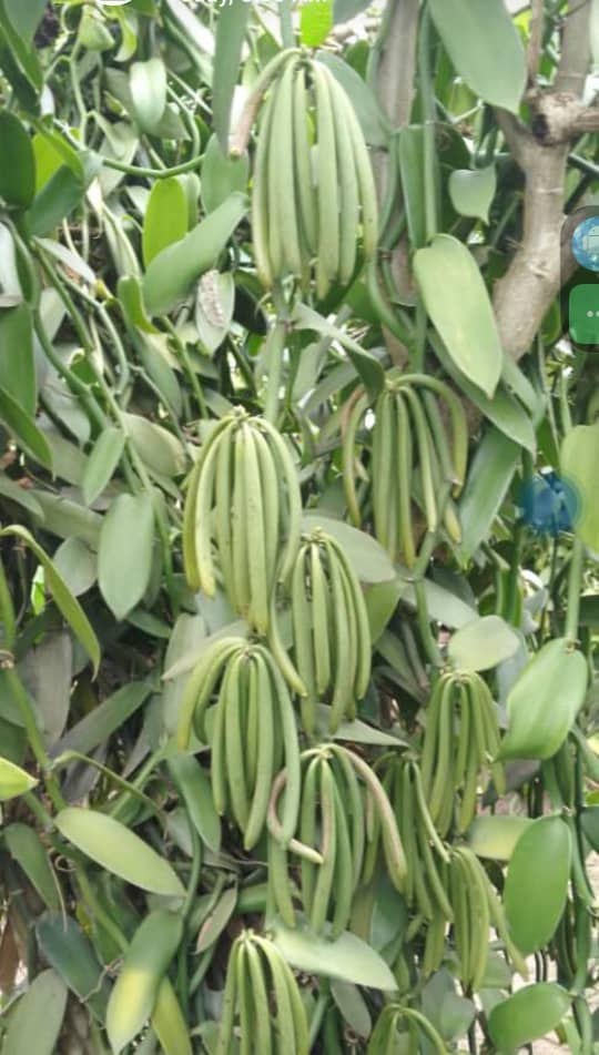 Uganda vanilla