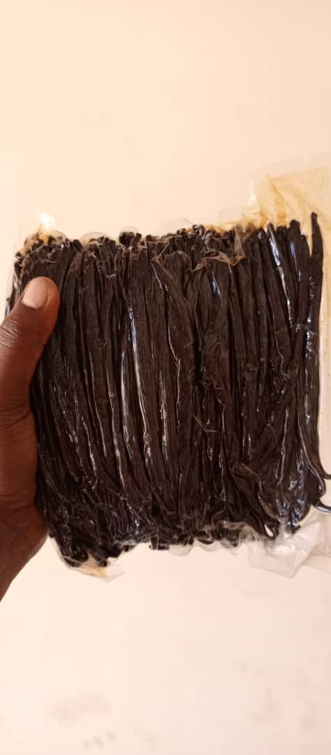 Cured vanilla beans held in hand